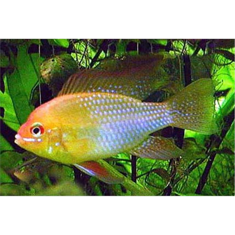 Papiliochromis ramirezi gold - imagine 3